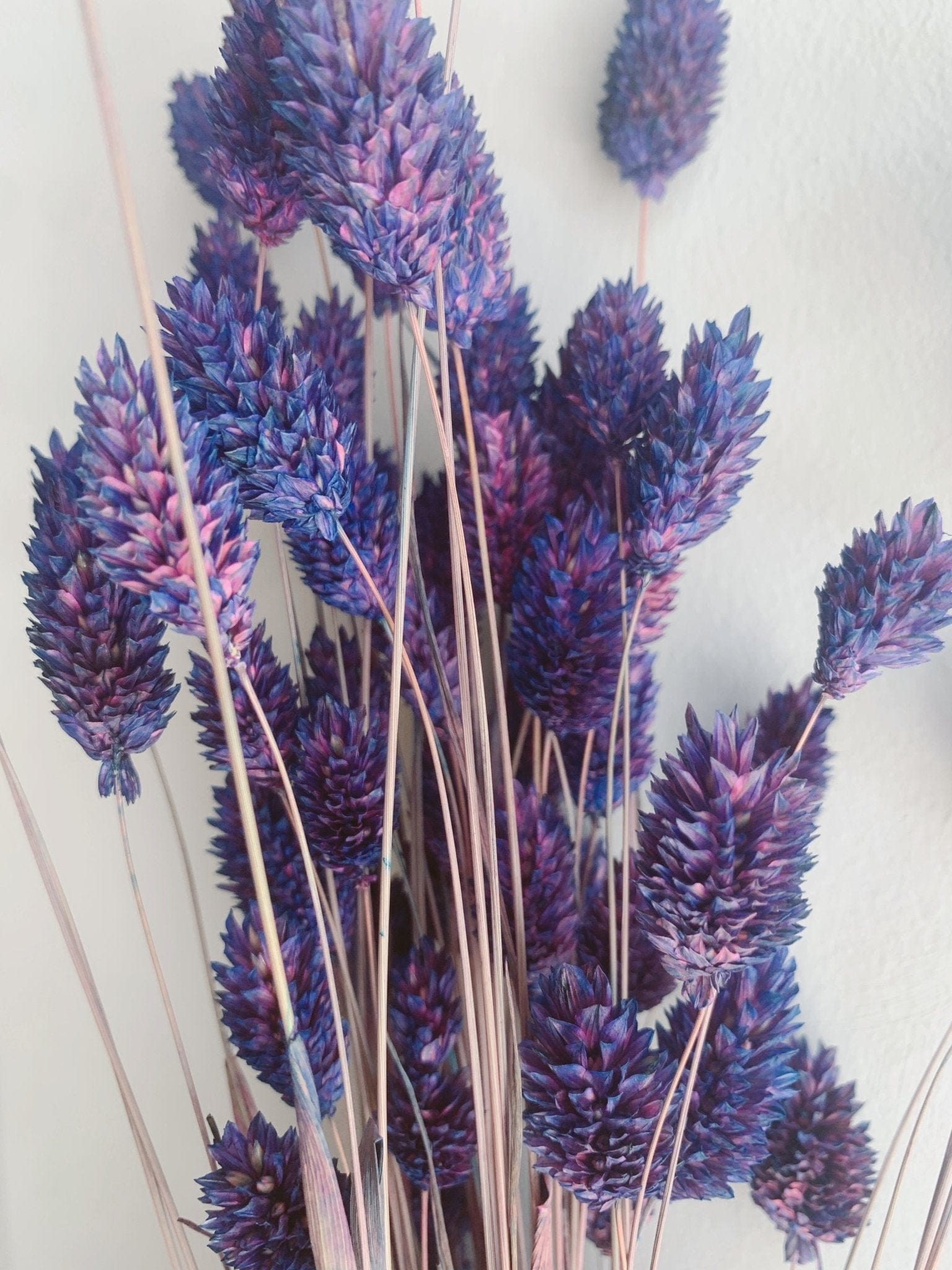Phalaris Purple Dried Flowers - Rosetta's
