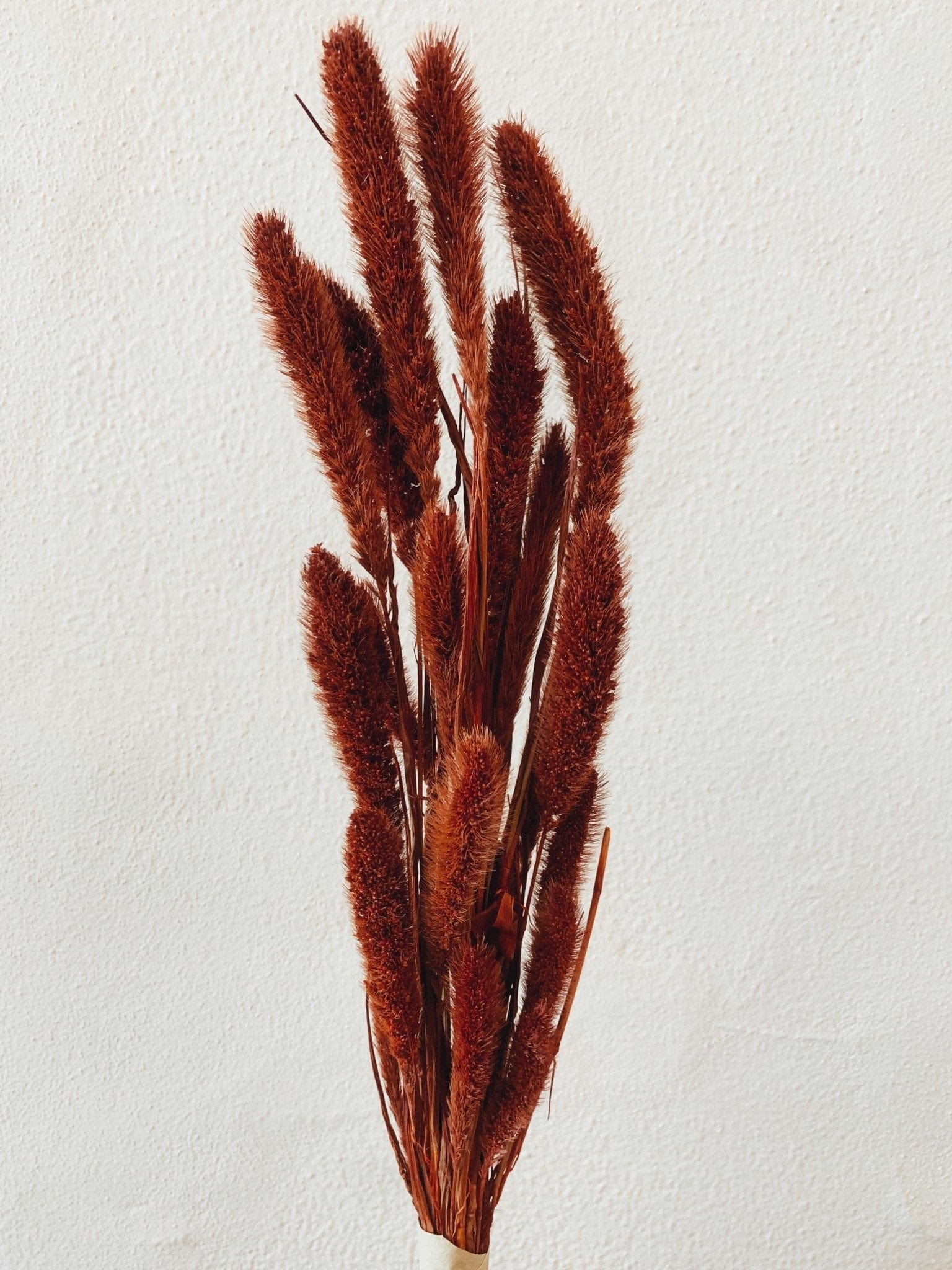 Setaria Red Dried Flowers - Rosetta's