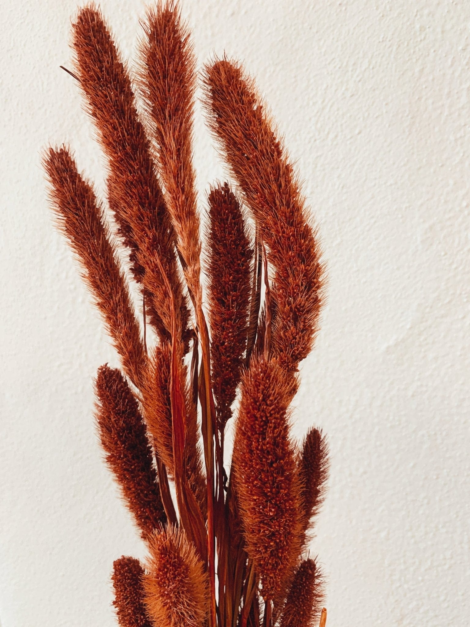 Setaria Red Dried Flowers - Rosetta's