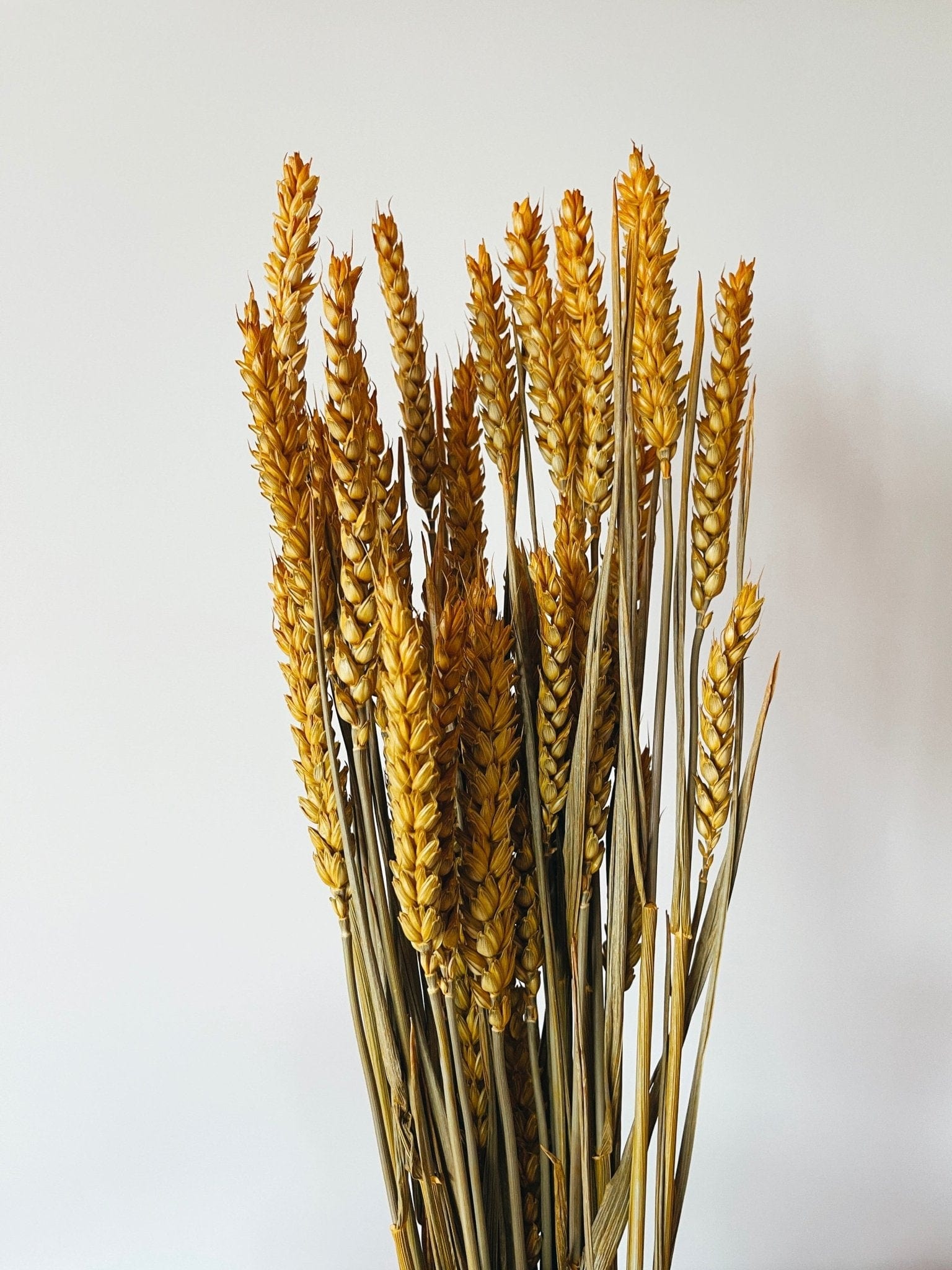 Wheat Yellow Dried Flowers - Rosetta's
